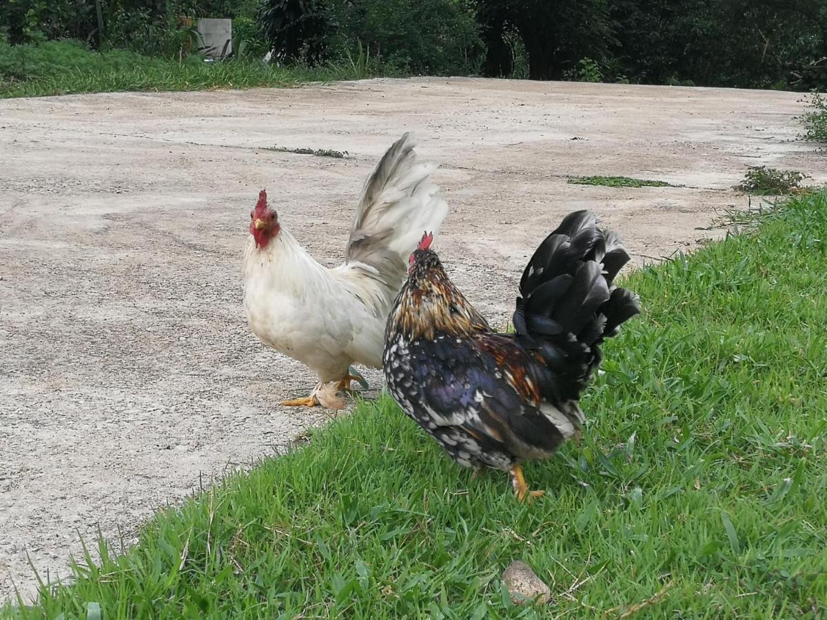 Home Garden Chaeson บ้านสวน ชวนฝัน Lampang Esterno foto
