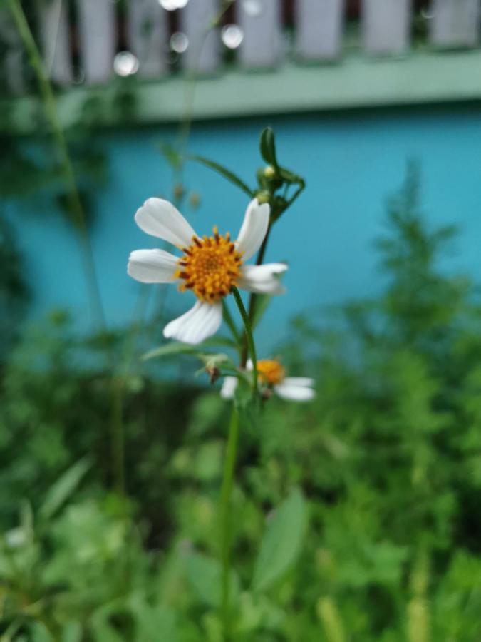 Home Garden Chaeson บ้านสวน ชวนฝัน Lampang Esterno foto
