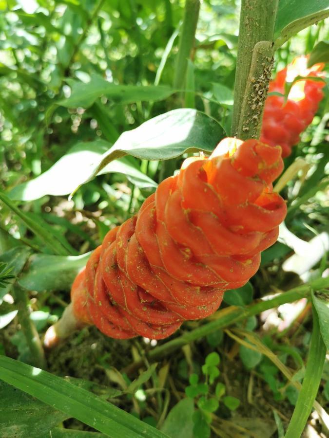Home Garden Chaeson บ้านสวน ชวนฝัน Lampang Esterno foto