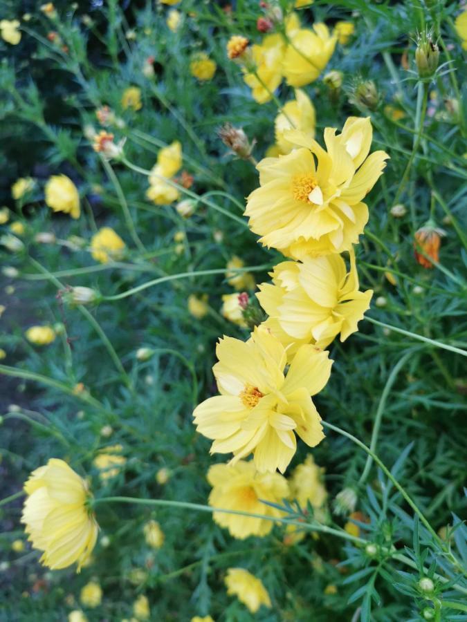 Home Garden Chaeson บ้านสวน ชวนฝัน Lampang Esterno foto