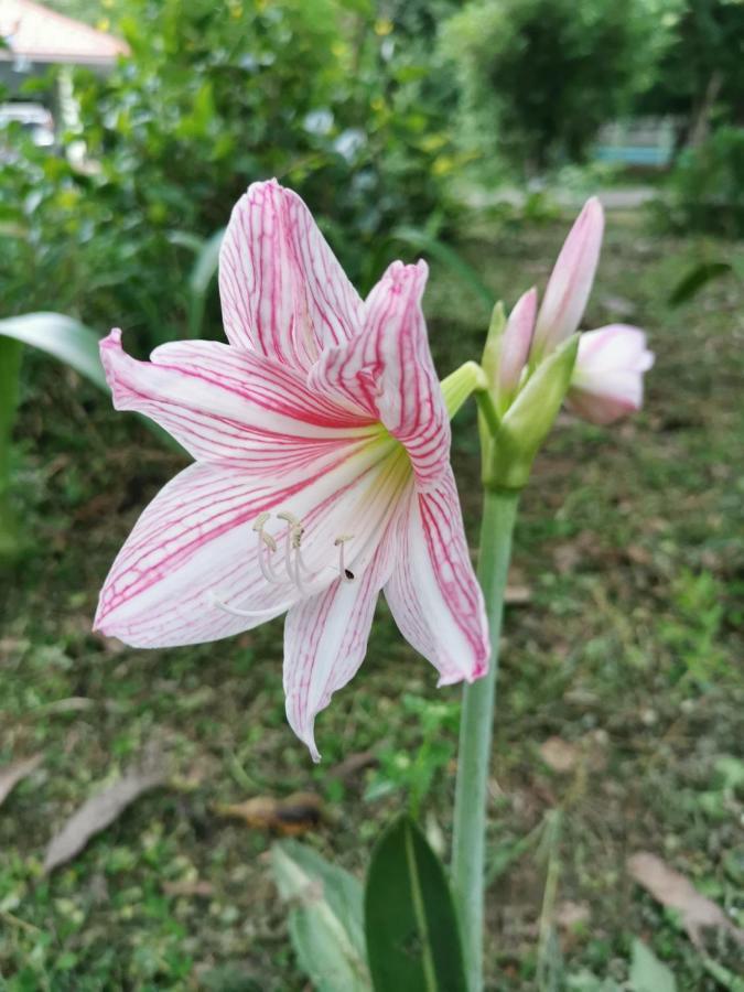 Home Garden Chaeson บ้านสวน ชวนฝัน Lampang Esterno foto