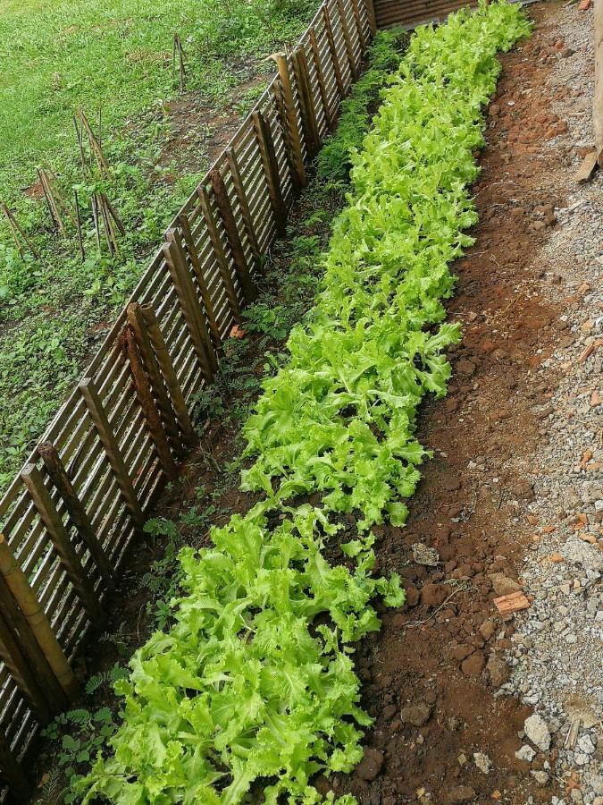 Home Garden Chaeson บ้านสวน ชวนฝัน Lampang Esterno foto